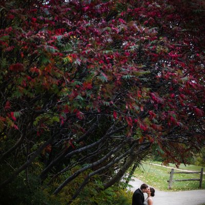 Bride Groom Under Red Tree:  Caledon Country Club Wedding