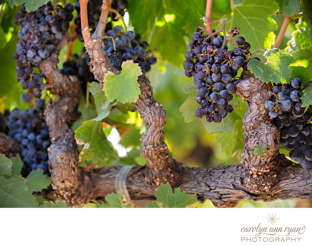 Old Vine Wine Grapes at Harvest in Napa Valley - Scenic Photography for Sale
