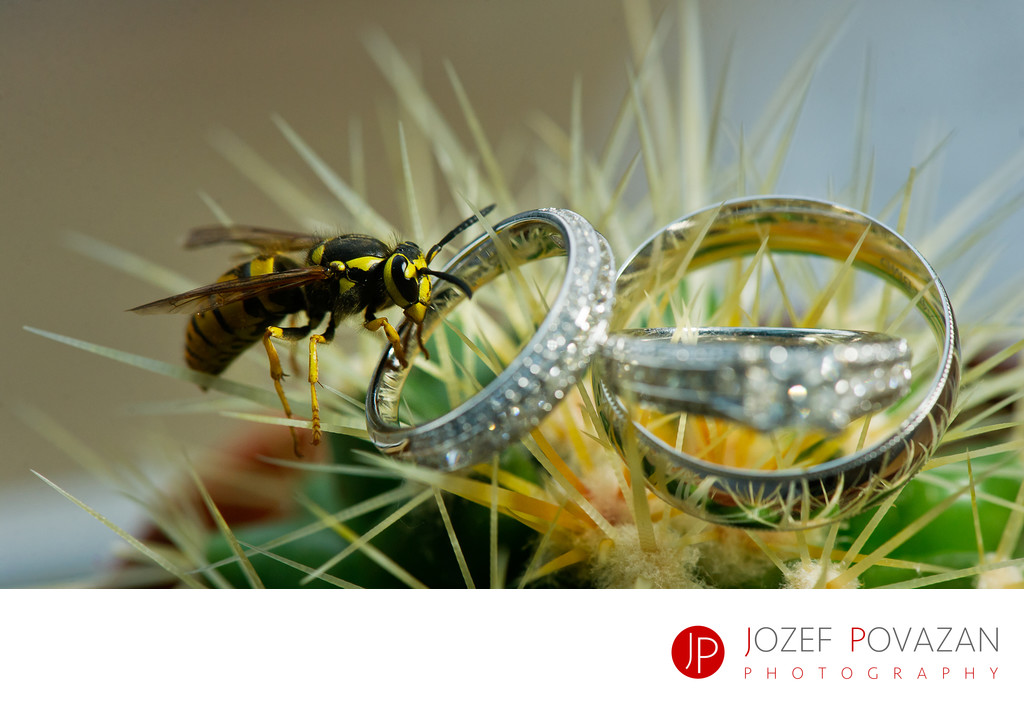 Wasp sucking wedding ring on cactus plant details macro