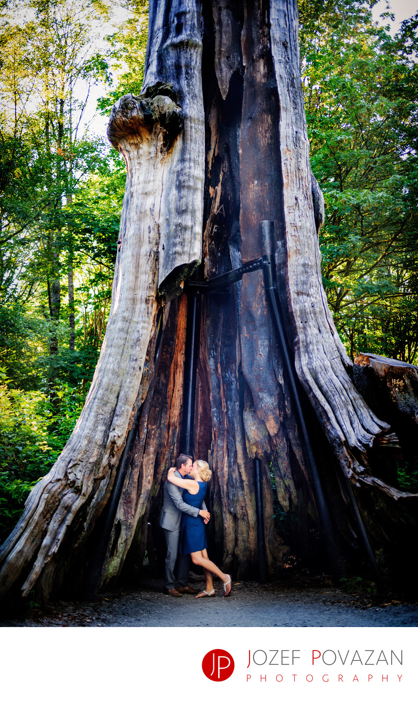 Romantic Stanley Park Hollow Tree Engagement Photography