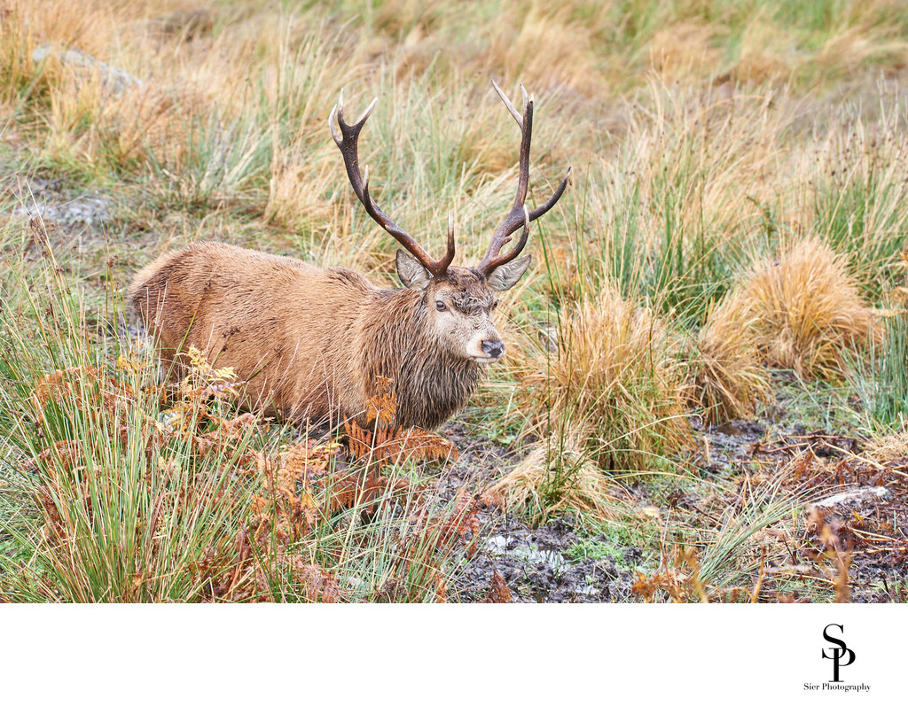 Stag at the red deer range in Dumfries & Galloway