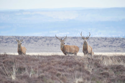 Trio of Red Deer Stags on Big Moor Derbyshire
