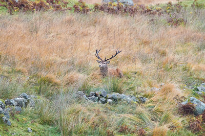 Red Deer in Hiding in the Galloway Forest Park