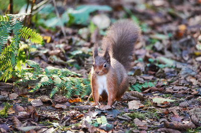 Red Squirrel in Ferns
