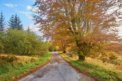 Autumn colours Dumfries and Galloway Lane