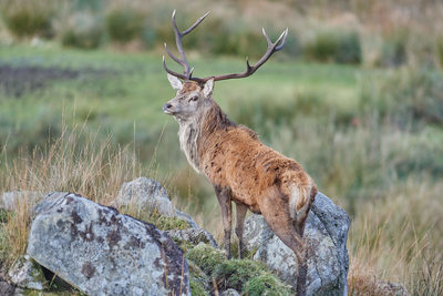 Red Deer Range Dumfries and Galloway