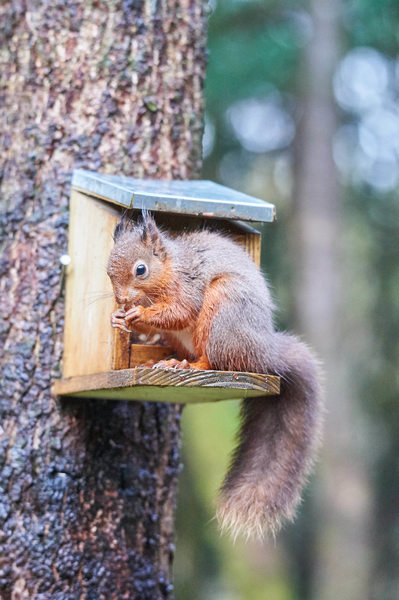 Red Squirrel at the Kirroughtree Forest Visitors Centre