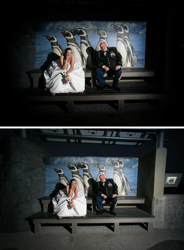 retouch bride and groom penguin 