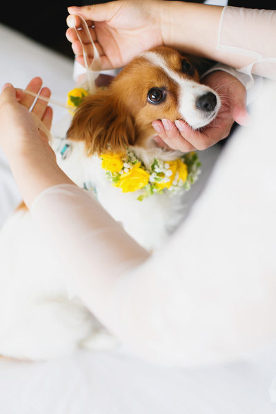 papillon dog wedding photography