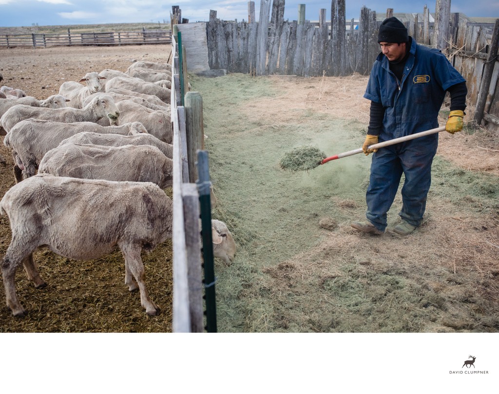 Herder Feeds Alfalfa to Ewes