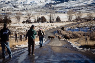 Hunters Close in on Bison