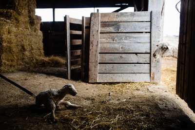 Trepidatious Ewe Peeks Into Barn After Lamb