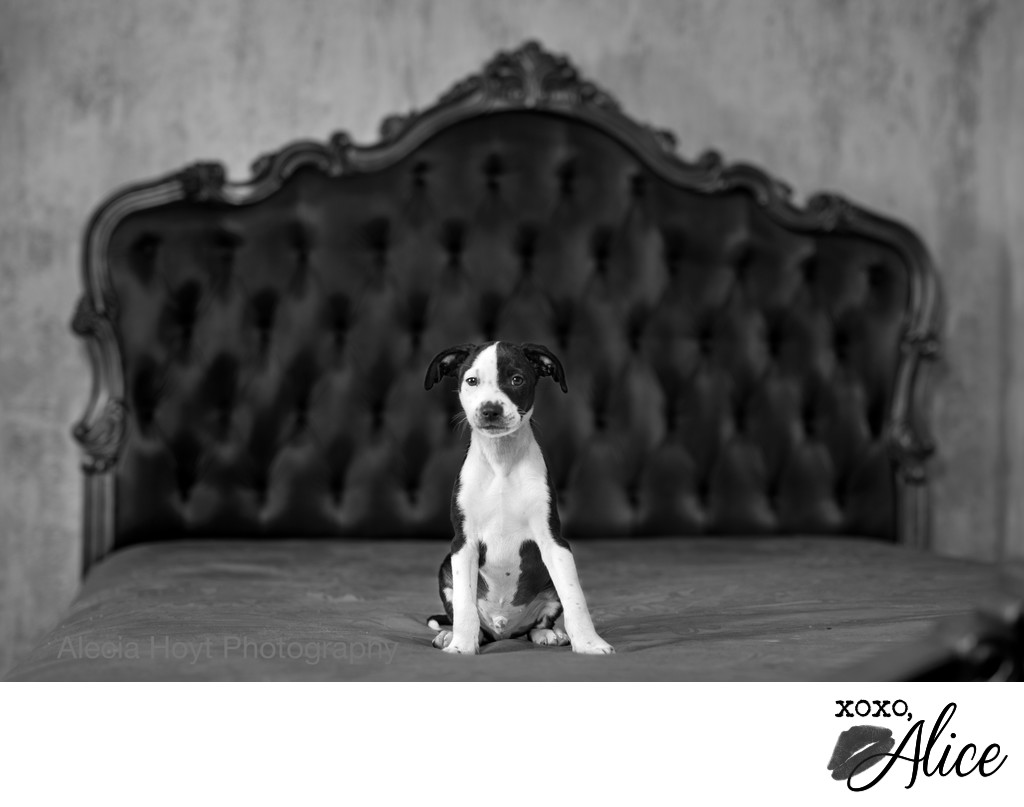 black and white puppy in black and white photo