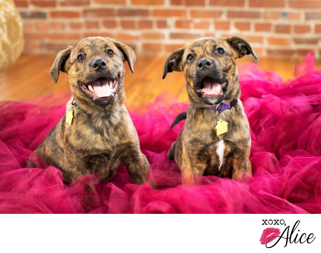 puppy photography brindle puppies in tulle xoxo alice