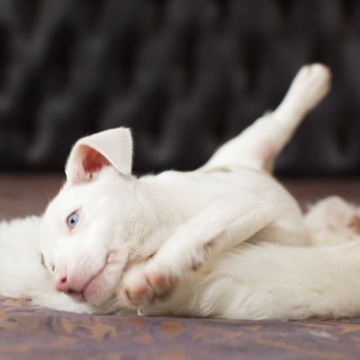 adorable deaf puppy with blue eyes and pink nose STL