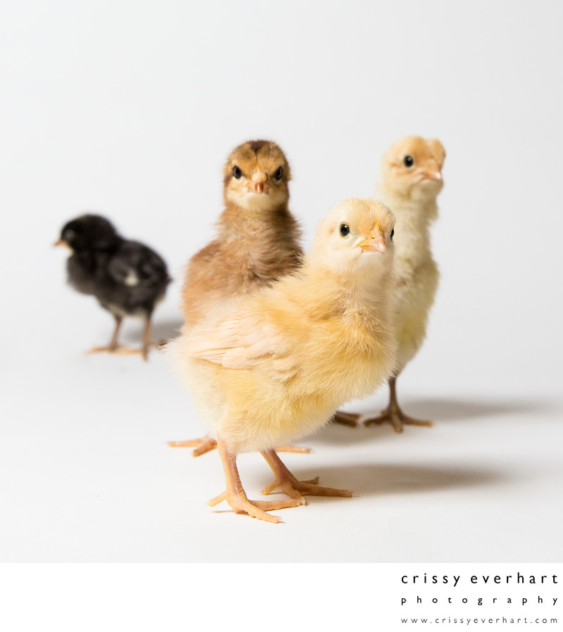 Four Baby Chickens - Pet Photos