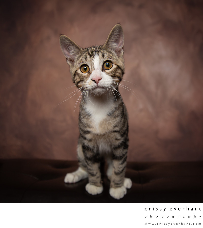 Cat Rescue Photographer in Chester County Cat Rescue Photographer in Chester County