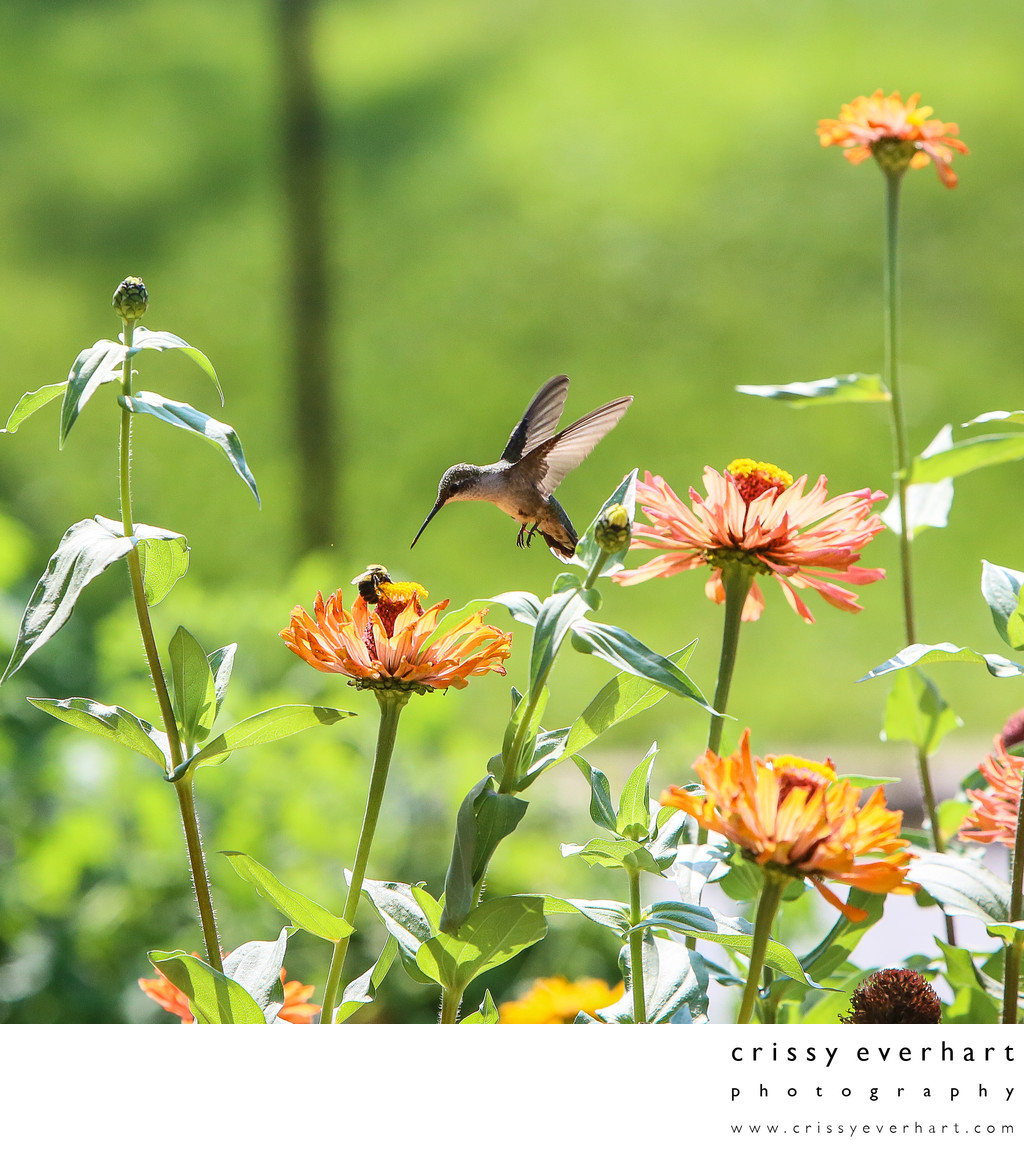 Hummingbird sees bumblebee on zinnia flower