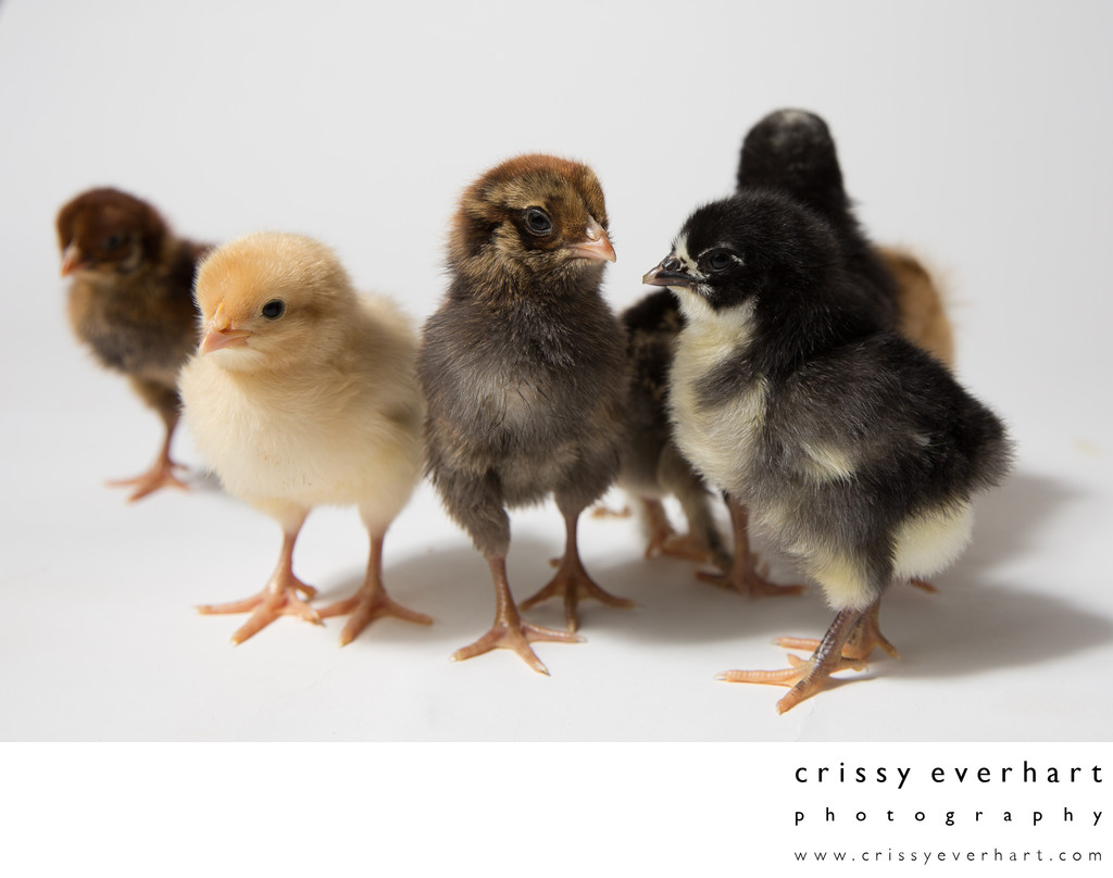 Seven two-day-old baby chickens! Pet Photography