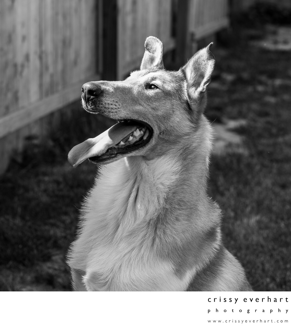 Professional Pet Portraits - Back Yard Pet Photos