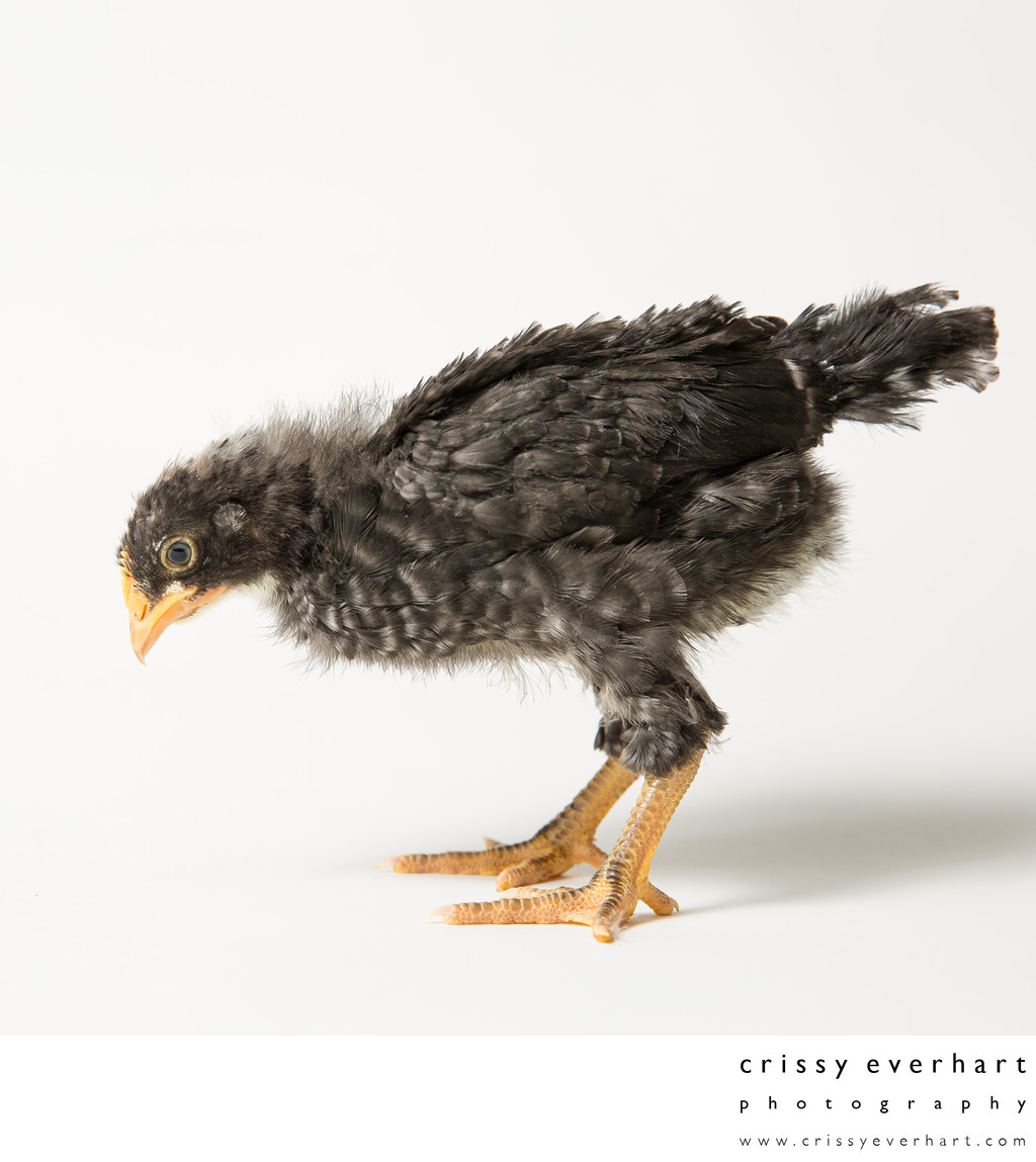 Pepper - 21 Days Old - Plymouth Barred Rock Chick