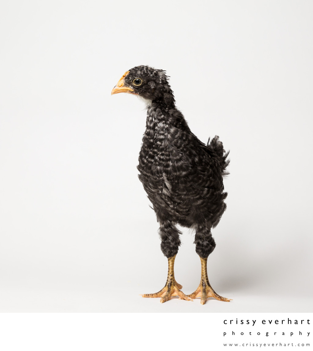 Pepper - 1 Month Old - Plymouth Barred Rock Chick