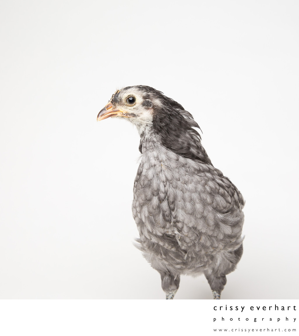 Blue - Five Weeks Old - Blue Andalusian Chick