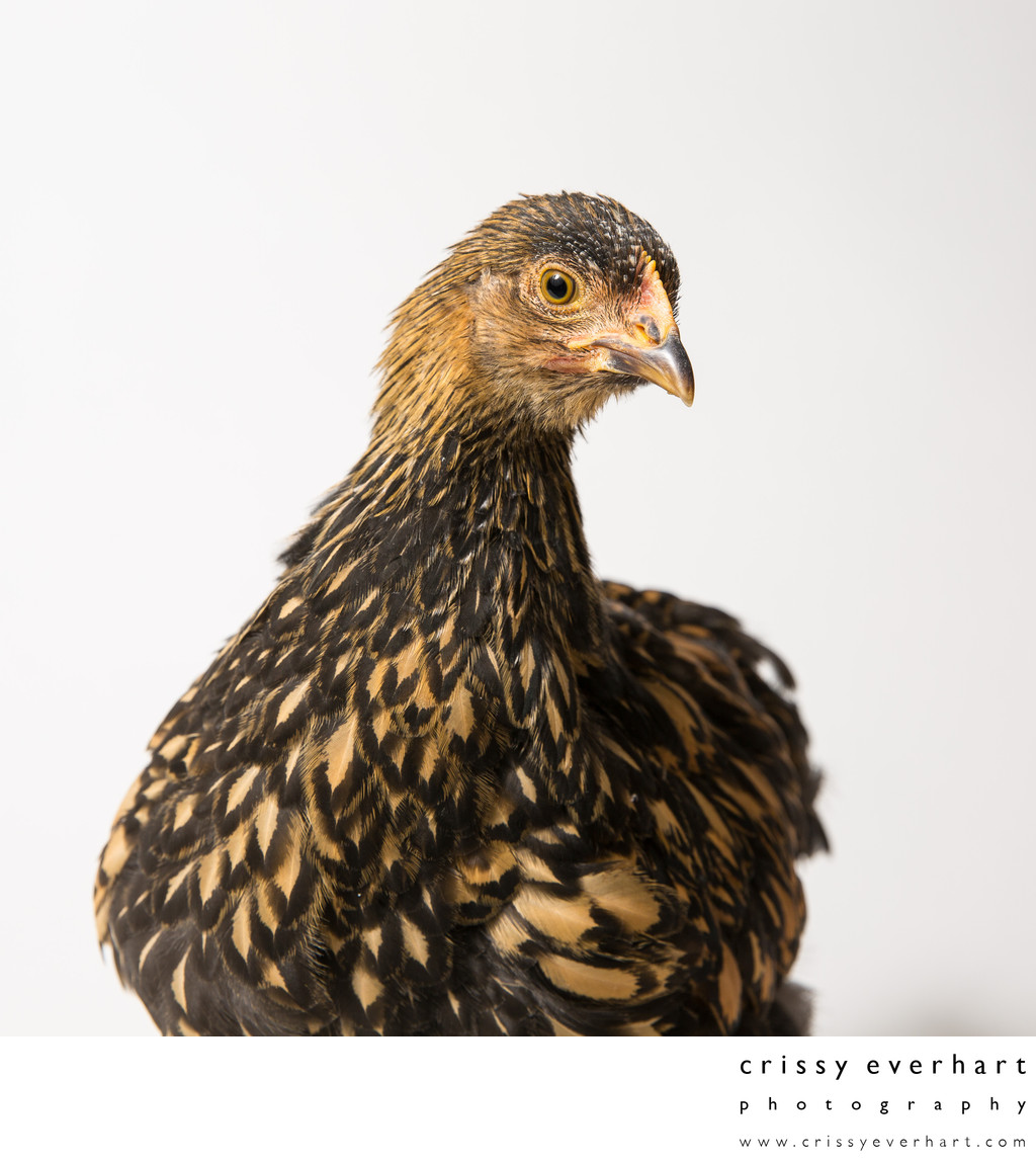 Poppy - Eight Weeks Old - Golden Laced Cochin Chicken