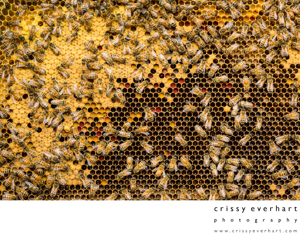 Honeybee Hive Frame Macro Photography