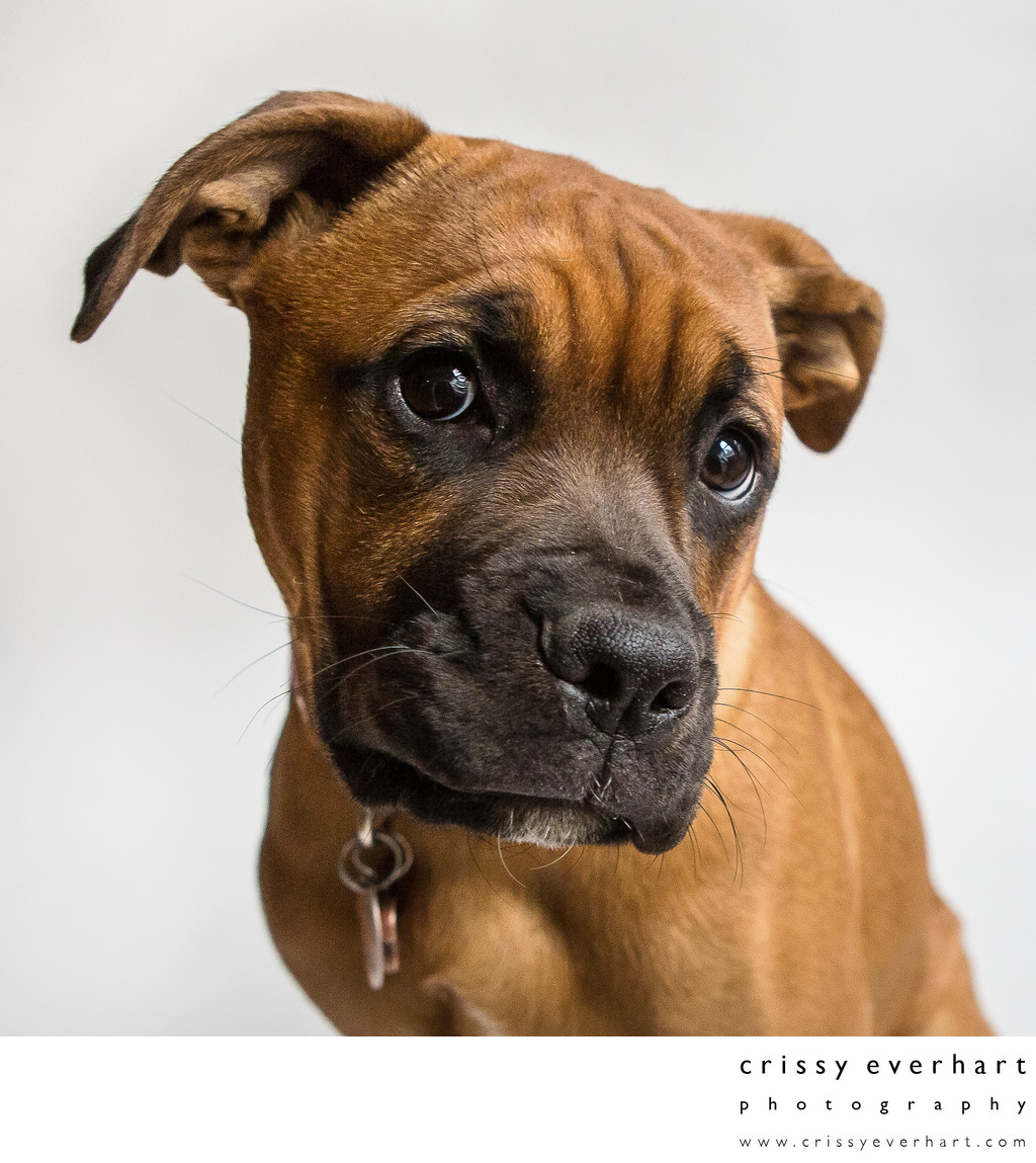 Pet Portraits in Chester County, PA