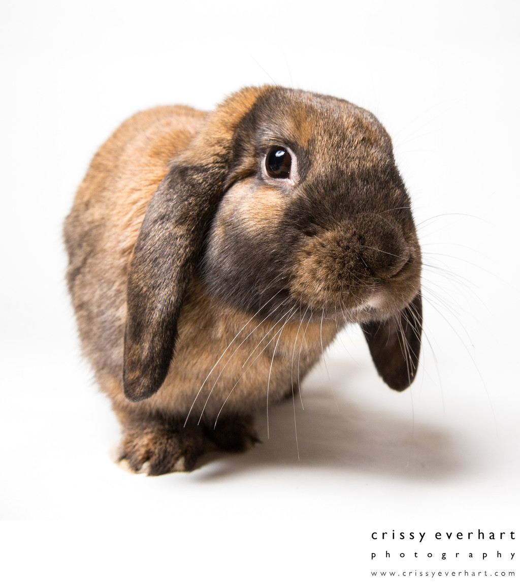 Exotic Pets - Professional Rabbit Photos