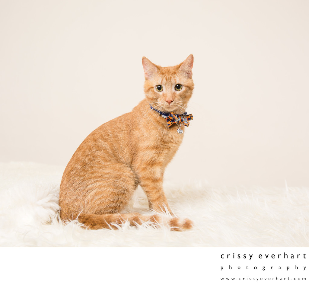Kitten Portraits in Malvern Photography Studio