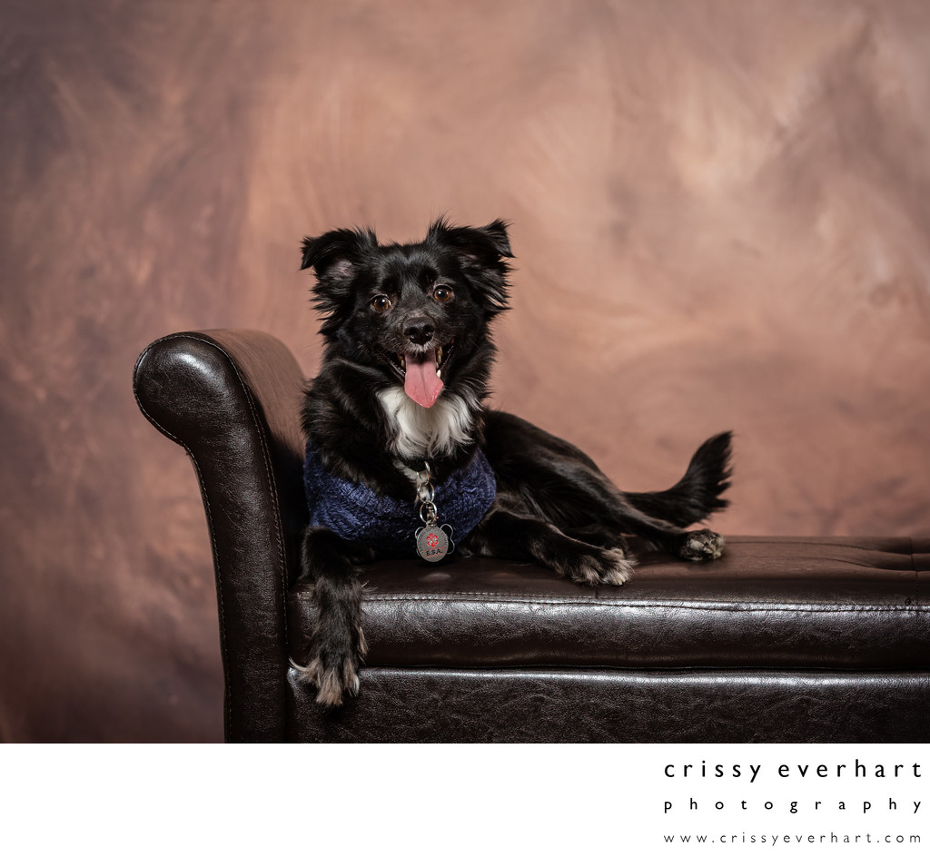Professional Studio Portraits of Dogs