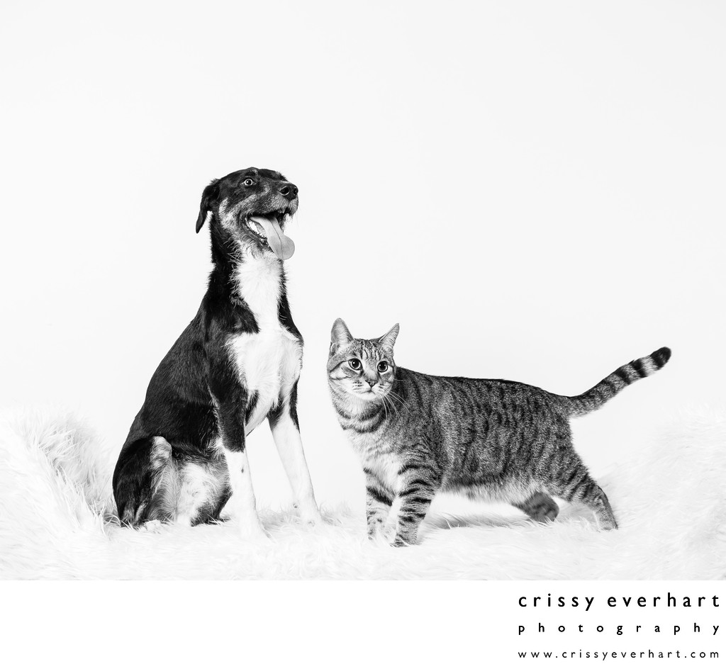 Studio Photo of Cat and Dog Siblings