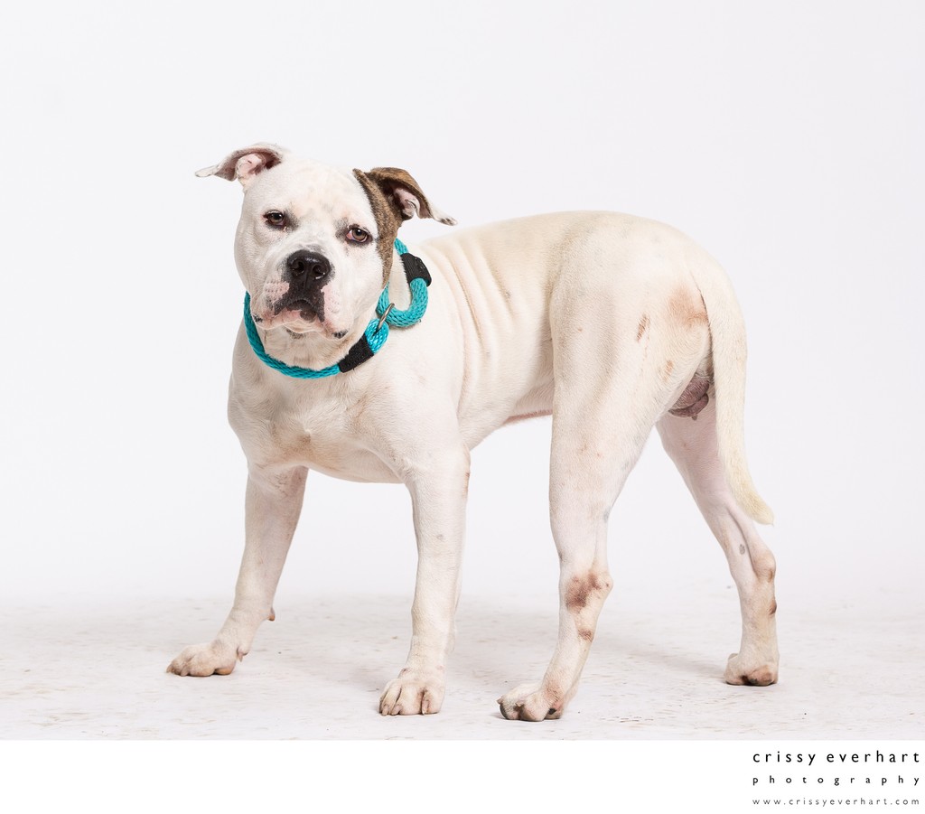 Professional Photos for Dog Shelters