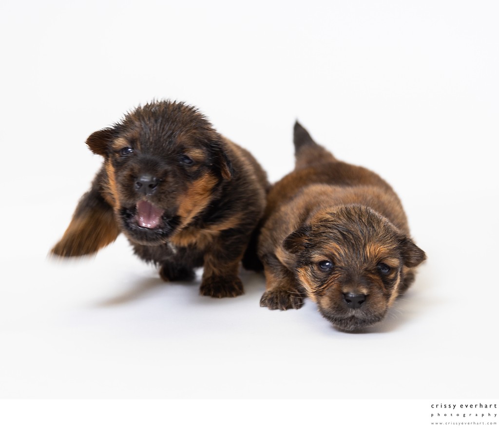 Portrait of Newborn Puppies