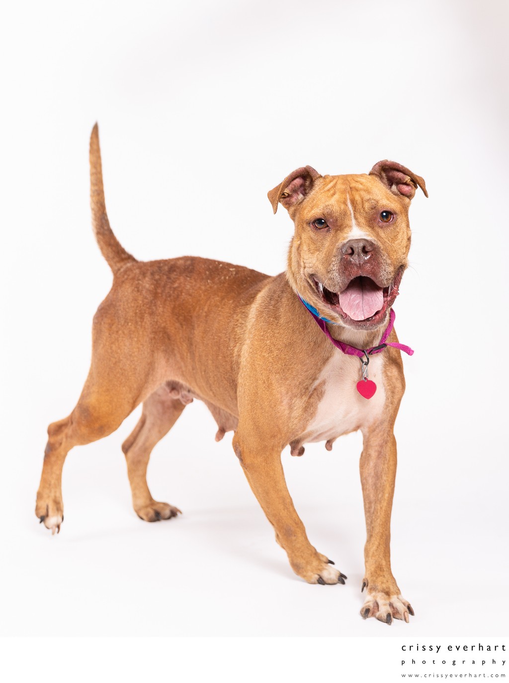 Adoption Photos for Shelter Dogs