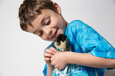 Seven year old boy with baby chicken