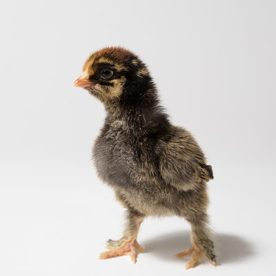 Poppy - 2 Days Old - Golden Laced Cochin
