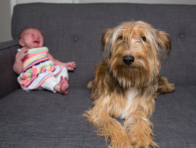 Newborn Photos with Dog - Family Pet Portraits