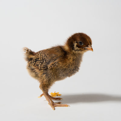 Teriyaki - One Week Old - Barnevelder Chicken