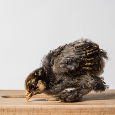 Poppy - 14 Days Old - Golden Laced Cochin
