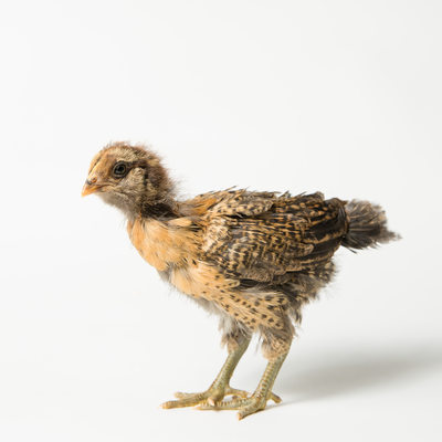 Nugget - 3 Weeks Old - Ameraucana Chick