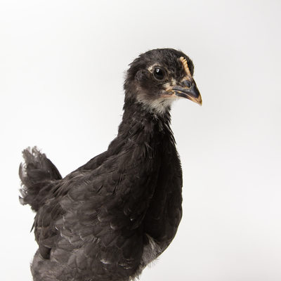 Noodle - Five Weeks Old - Black Australorp Chicken