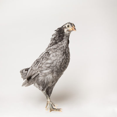 Blue - 6 Week Old Blue Andalusian Chicken