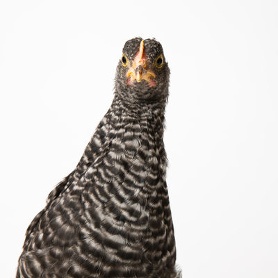Pepper - 8 Week Old Plymouth Barred Rock Chicken