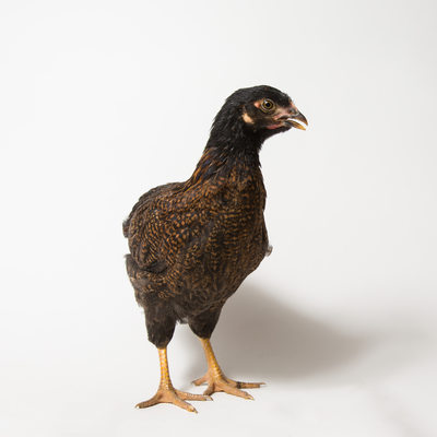 Teriyaki - Eight Week Old Barnevelder Chicken
