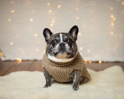 Dog Christmas Photos