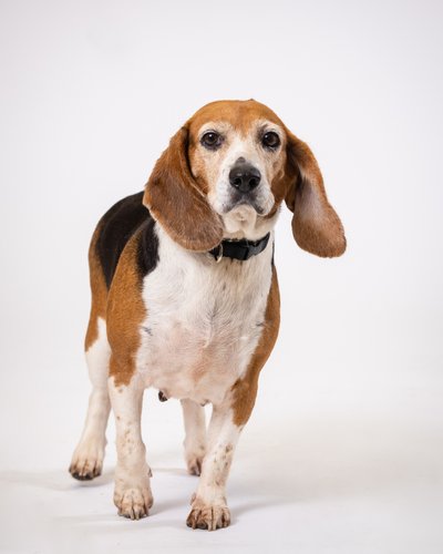 Portraits of Beagles
