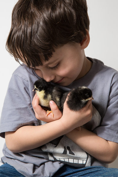 Five year old with two day old baby chicks